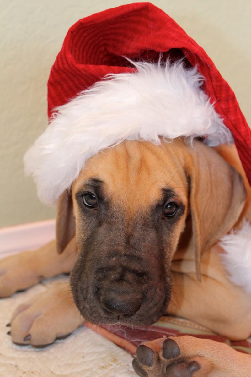 Manly Santa Hat