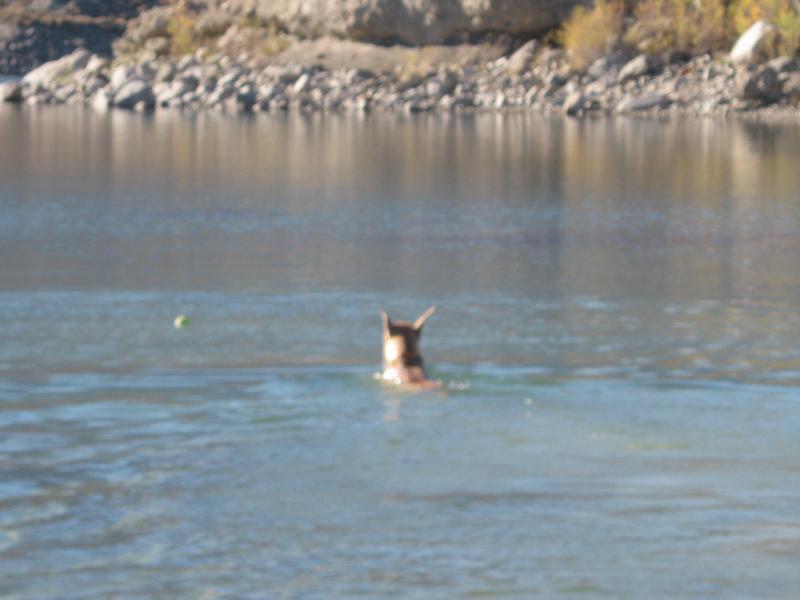 And Swims