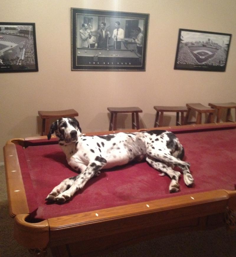 Sweet Sadie