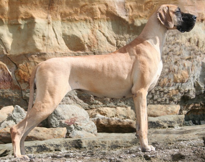 Rokki